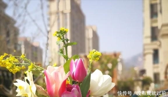 『福而摩沙』两年郁金香种植回顾