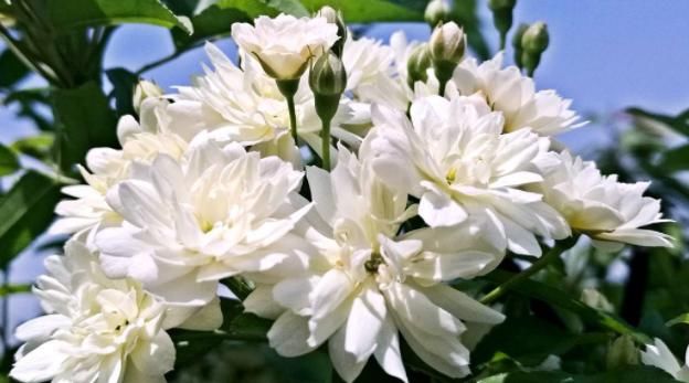  『木香花』室内通风差，就养“3种花”，杀菌、净化空气，家中每天元气满满