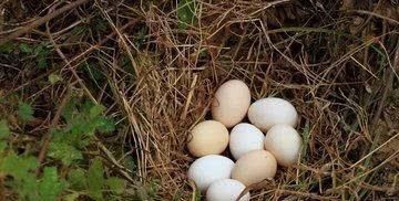  『饲养』养鸡养鸭的人这么多，为什么饲养大白鹅的人越来越少？