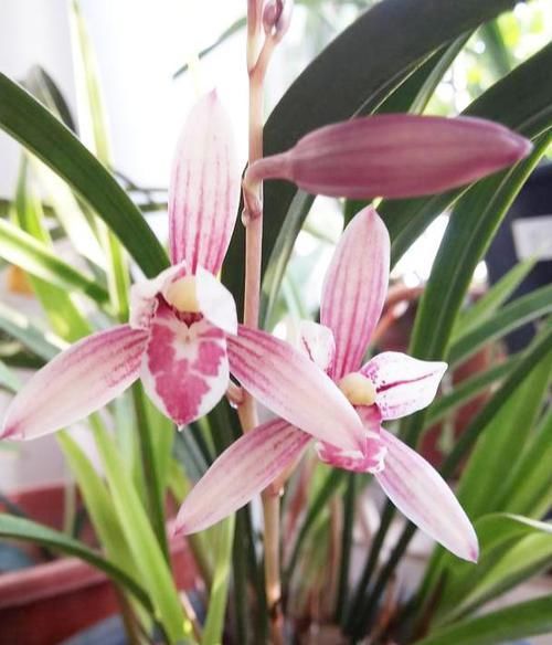  [名品]非常便宜的兰花名品，花色鲜红花香浓郁，开品正格，性价比极高