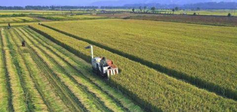  「成了」10万亩沼泽地变成米粮川，黄河岸边这片“不毛之地”成