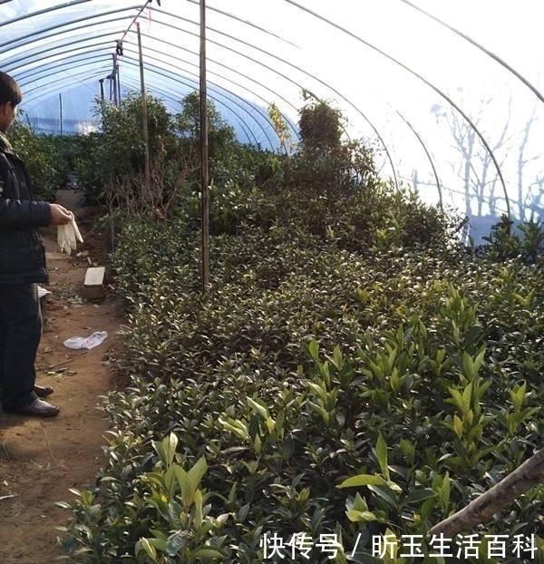 『步教』栀子花,猫腻大,满盆黄泥巴?肯定是断根,2步教你救活它