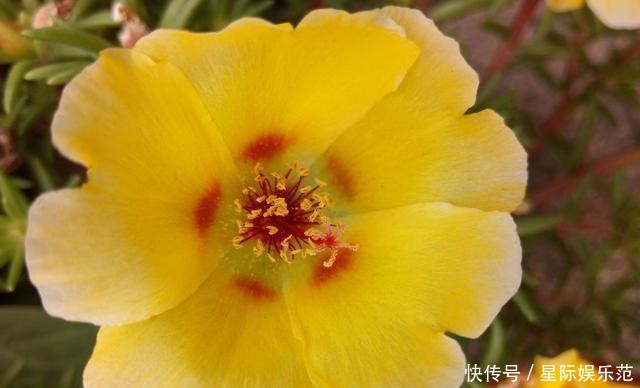 一大■这花小巧可爱,一开一大盆,邻居奶奶来了就想要走,真漂亮