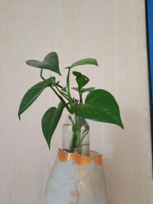  #塞水#夏天绿萝老黄叶，不如薅出来塞水里，分分钟长出好几米