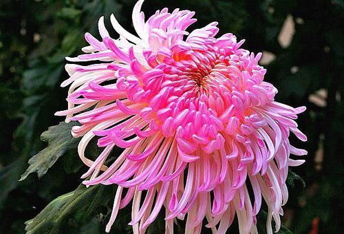  #撩人#喜欢菊花，就养盆“菊中珍品”黄昏灯照，似佳人芳姿，粉艳撩人