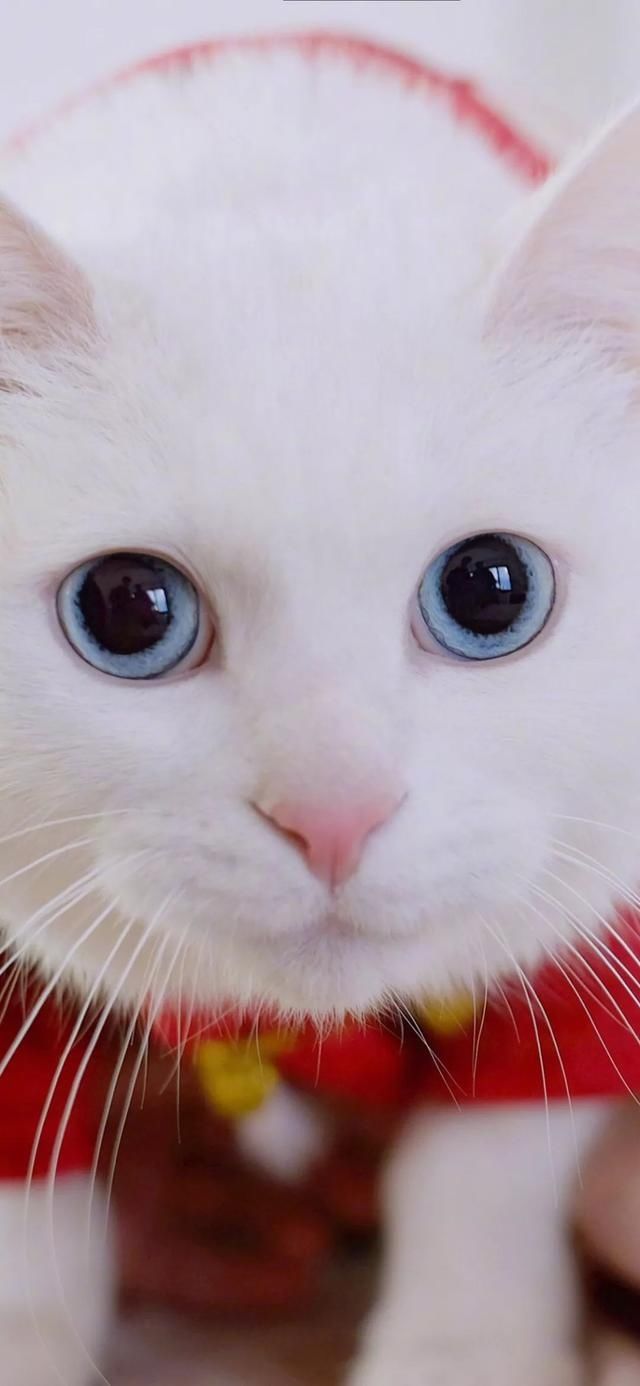  『星球』80张超可爱的猫咪壁纸丨我来自喵星球，来地球只是为了遇见你