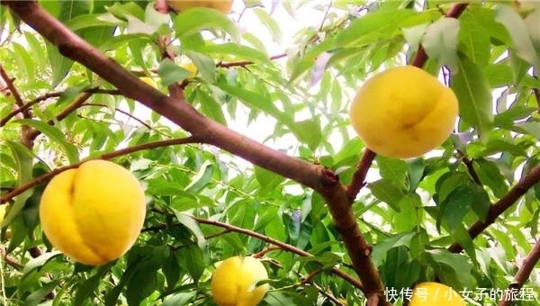 安陆世外桃源采摘园一日游怎么玩?安陆世外桃源采摘园一日游攻略