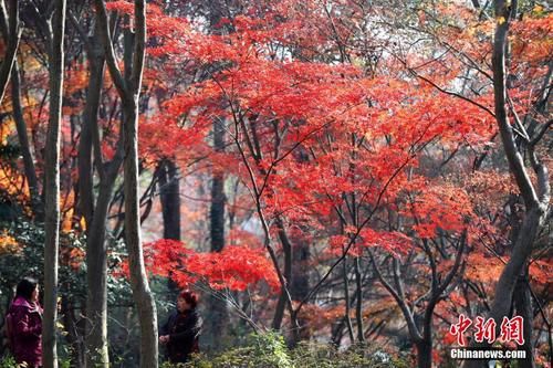 南京紫金山“枫”情万种醉游人