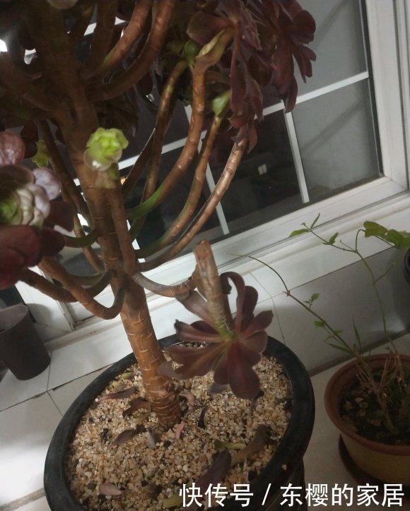 纠正|多肉大法师,稀里哗啦掉叶子,2个错误,赶紧纠正还不晚