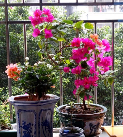  【生长期】养花做好这几件事,养什么花都能活,5分钟能学会!