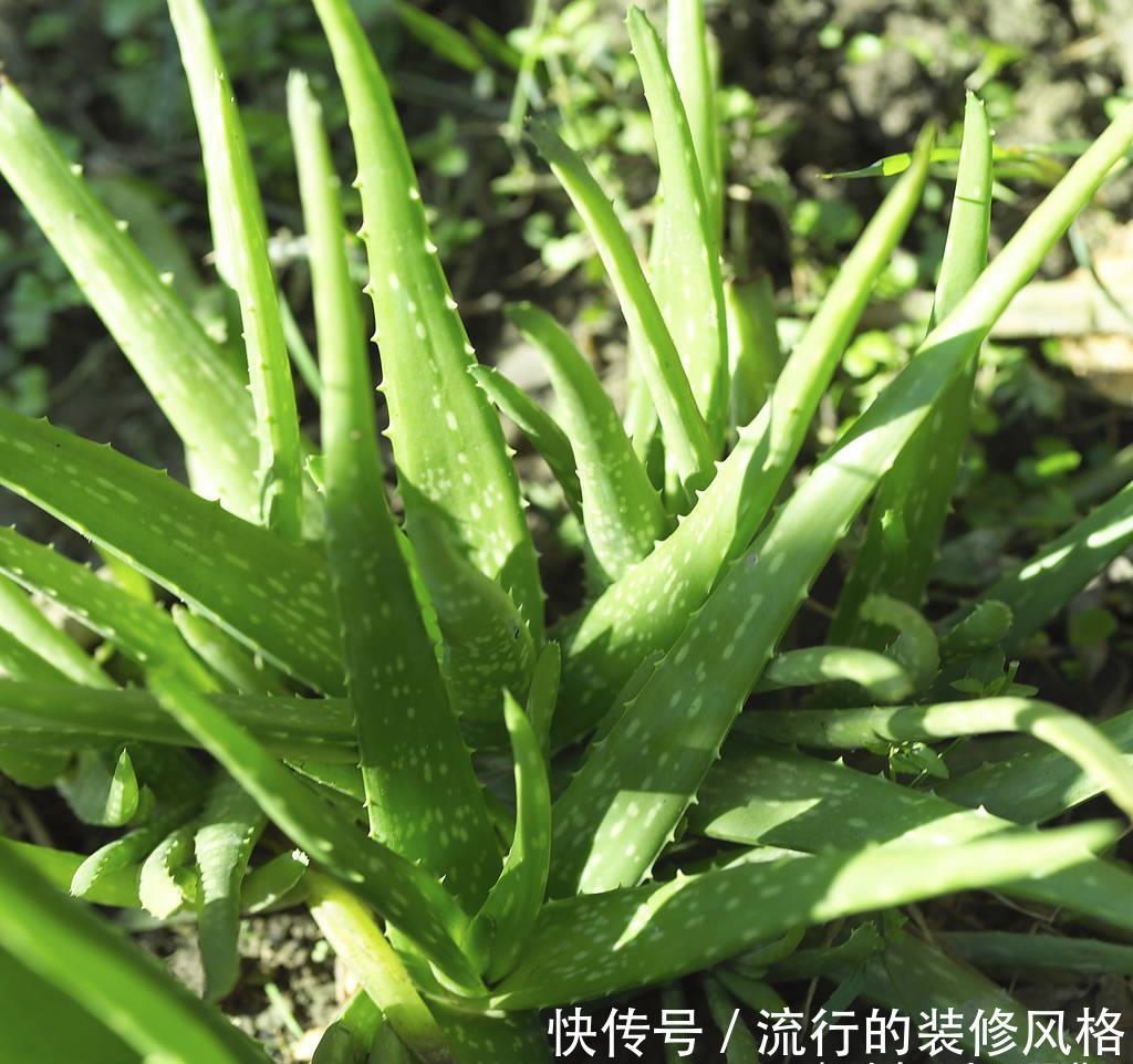『老桩』简单的芦荟换盆方法,植株一年猛长成老桩