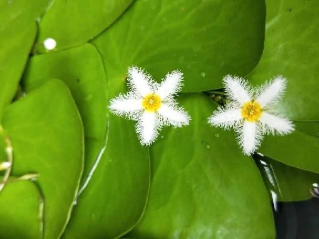  『简直』只用水不用土的植物，一片叶子就开花，简直太神奇了！