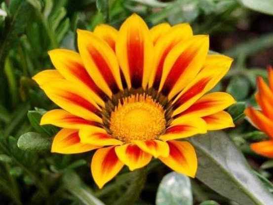  『烂漫』这些小菊花，放养在阳台，花姿卓越，开花爆成花海，烂漫迷人眼