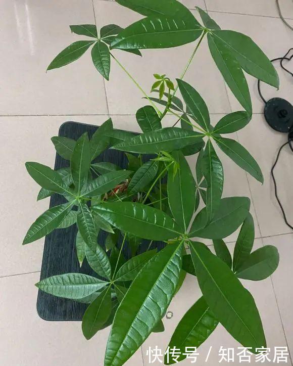 『排水良好』家里角落太单调,就养这几种植物试试吧