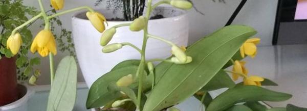  浇水：石斛怎么过冬