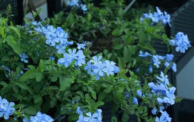  [花色]7种最适合三月种的花，你最爱哪一种？