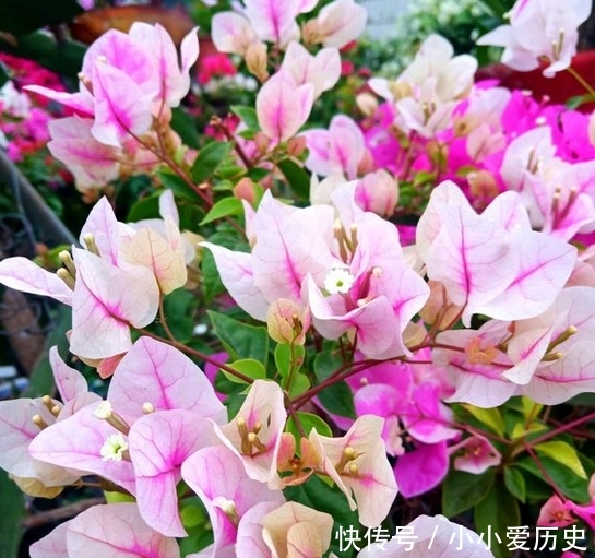  [三角梅开花]让三角梅全年开花不断的秘密，只要做好到5点，不用担心开花问题