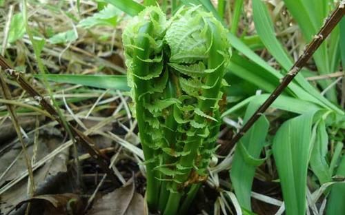  植物■农村一种植物，人称“悟空腿”，目前价值极高，你们认识吗？