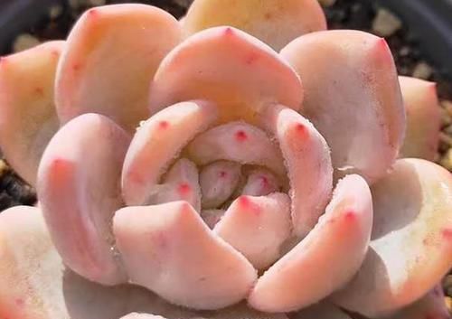  『开挂』多肉植物开挂区和逆挂区都有哪些地方？你在什么的地域？