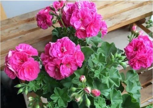  『剪根』4种“花”不用买，剪根枝条“扔盆里”，半月冒出大白根，真省钱