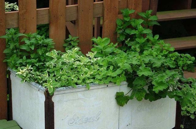  『植物』天暖养这3种花，青翠的叶片散发清香，装饰环境好还能驱蚊