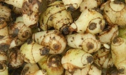  「发现」农村地里发现它，就赶紧偷偷挖回家种起来，有人靠它年