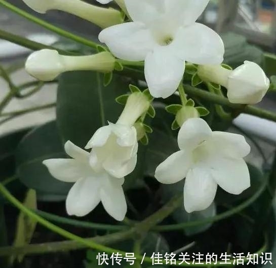 植物|想在家赏花、盆栽植物?种上1款茉莉花,阳台嗖嗖变成花海