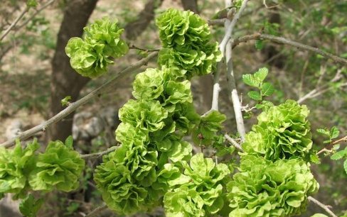  『曲麻菜』春季不可错过的4种“野菜”，味道鲜美又营养，错过可要等一年！