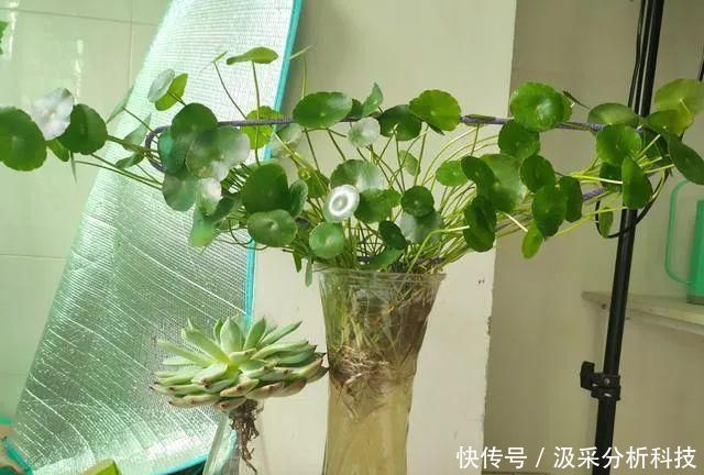 『打造』打破常规,用一个废旧衣架,打造铜钱草独特造型
