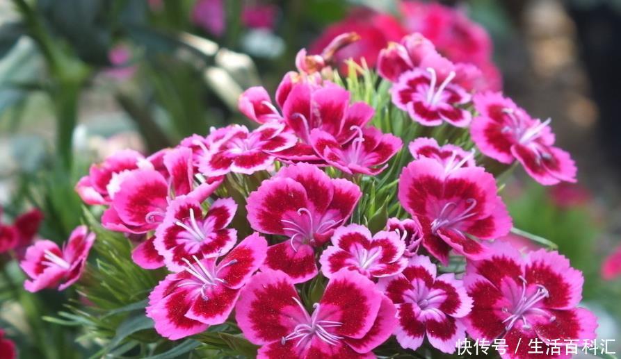  『五彩石竹』喜欢养护花卉，就选择花朵簇拥，层层叠叠，花开妖娆的5种花卉