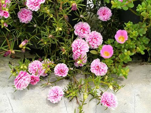  「此花有很高」喜欢养花的中老年人有福了，试试这几株花，花香四溢飘香伊人