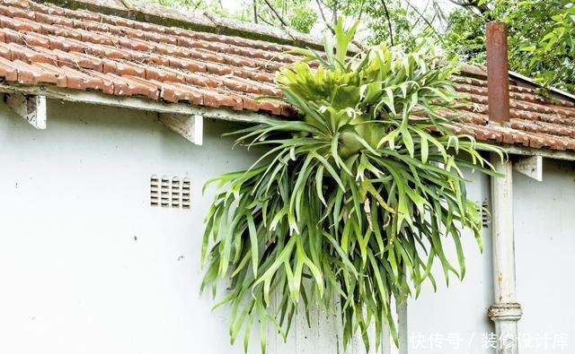  家里|颜值高好养护的5种室内绿植，家里养几盆，健康又美丽