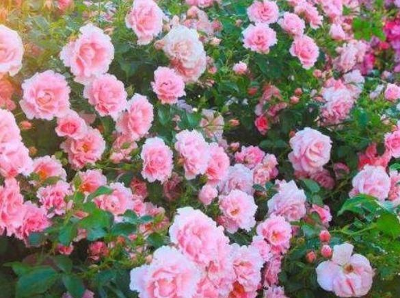  【烂漫】“4种花”好养又漂亮,开花一茬又一茬,花朵烂漫迷人,家中必备