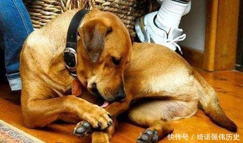 「狗狗」那只帮主人看车的狗,2年后因撩人姿势再次走红,唯一不变厌世脸