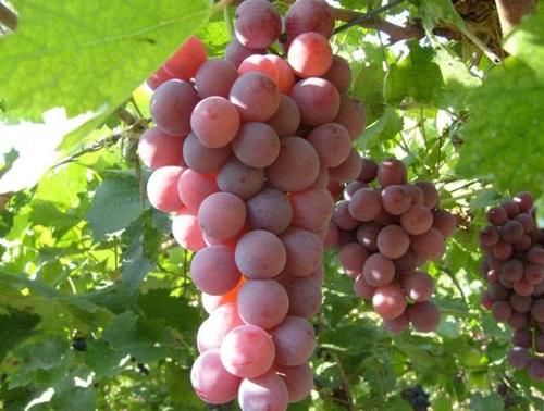 葡萄是否打激素怎么分辨？果农：看3个地方就可分辨，你学会没？