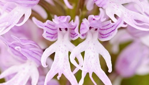  【就像】?12种“奇特的花”，偷偷长在野外，您见过没