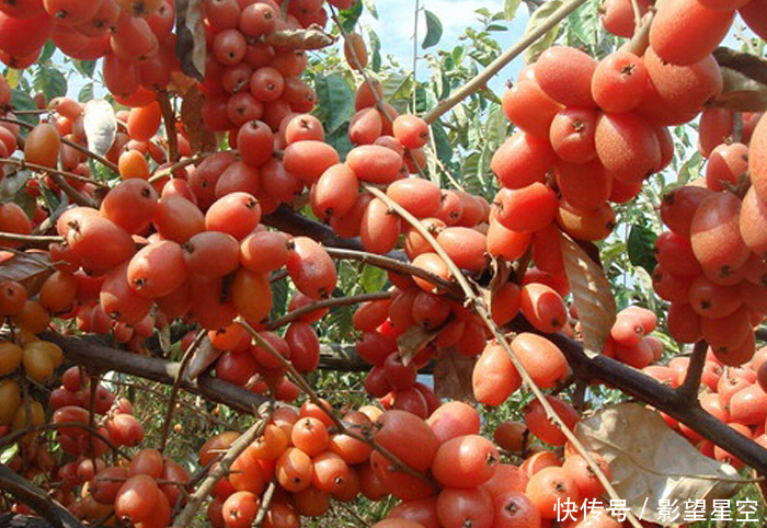 农村野生羊奶果太诱人了,酸酸甜甜童年时的味