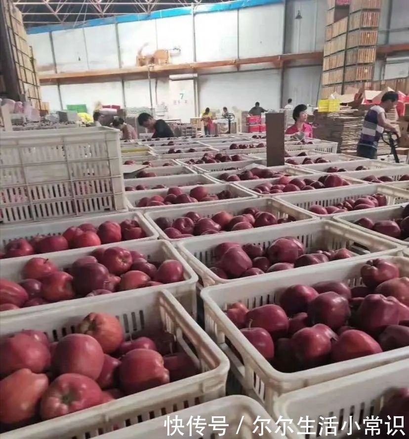  花牛|一斤8毛难卖，甘肃花牛滞销愁哭果农，花牛苹果有多“牛”