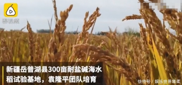  测产■袁隆平团队培育的海水稻在塔克拉玛干沙漠边缘测产，亩产5