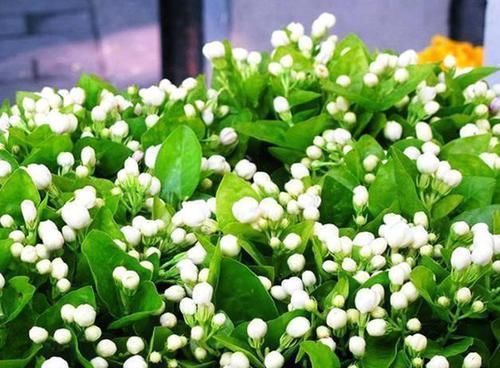  『枝干』掌握这3种方法，茉莉花扦插出好几盆，年年开花满屋飘香！