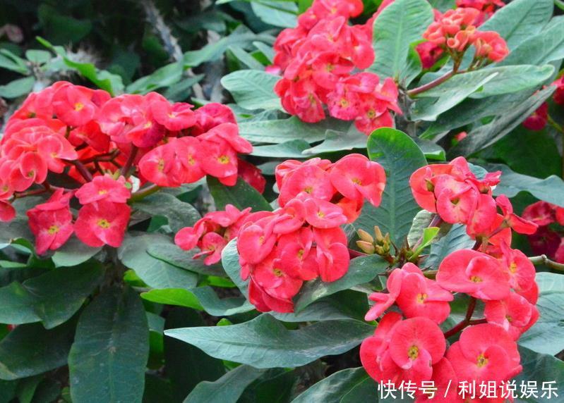  【沙漠玫瑰】这3种不浇水也能长得好，“管住手”后长得更旺、水多烂根！