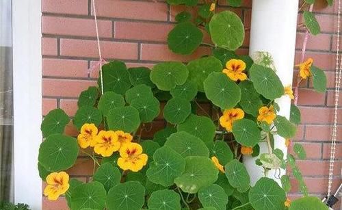『大片』花似“金钟”叶似荷,一盆泛滥一大片,美轮美奂的旱金莲你会养吗