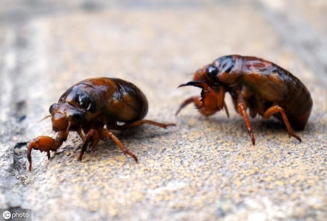 疑问丨知了猴生活在地下为什么没被蚂蚁吃掉，真相是这样的