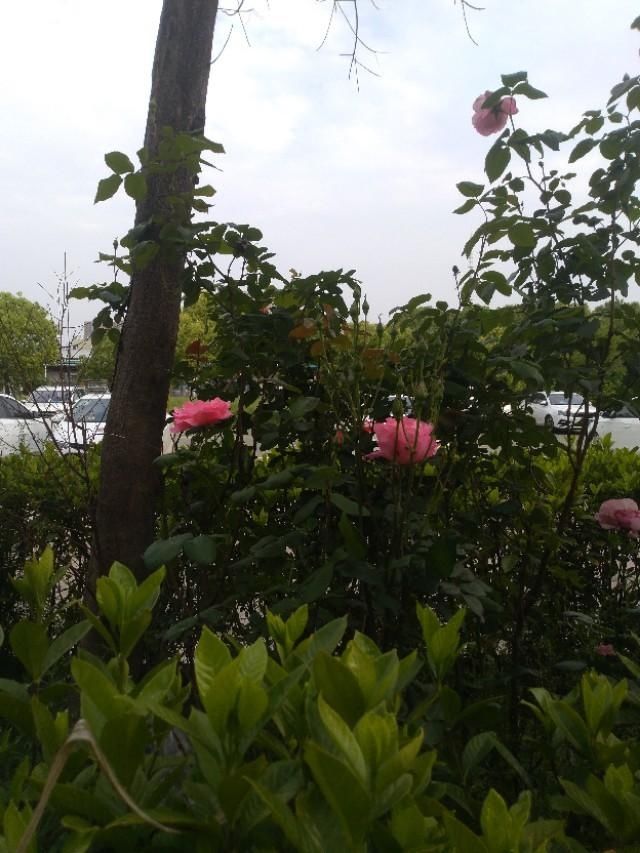  「玫瑰花」玫瑰花儿朵朵开，春风吹过翩翩舞。