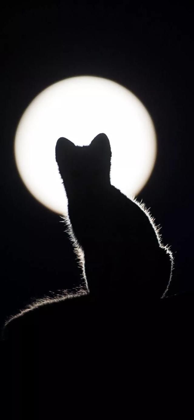 『星球』80张超可爱的猫咪壁纸丨我来自喵星球，来地球只是为了遇见你
