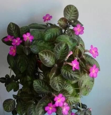  『植物』这“3种”植物，耐阴性强，还能除异味，卫生间养1盆，空气更清新