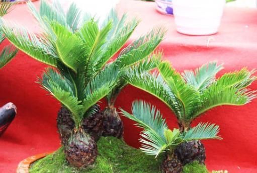  [铁树]有根铁树,叶子剪掉移栽后要全阳养护吗?