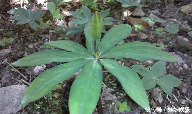 农村这种植物太珍贵，价格超千元仍继续在涨，却很少有农民愿意种