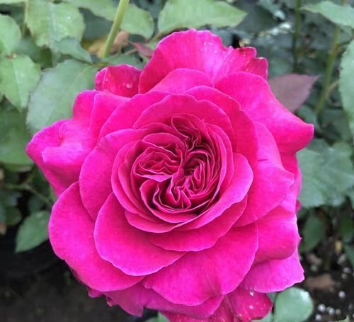  女人：“女人香气”月季花，香味够“性感”，花朵够娇艳！挺好养！