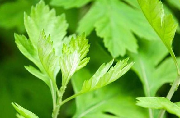  『豆瓣绿』此5款香香花，蚊虫都不喜，香味却很迷人，除臭杀菌，空气更清新